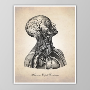 Head and Neck Human Anatomy Art Print - Medical Illustration,  Cross Section Diagram - Doctor Office Poster - Canvas Options Available!