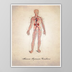 Circulatory System Art Print - Human Anatomy - Veins and Arteries - Medical Illustration - Anatomy Drawing