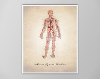 Circulatory System Art Print - Human Anatomy - Veins and Arteries - Medical Illustration - Anatomy Drawing