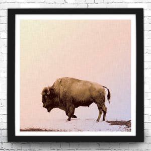 Buffalo Art Print - Animal Photography - Farmhouse Decor - Square Bison Poster - Country Wall Art - Giclee or Canvas!