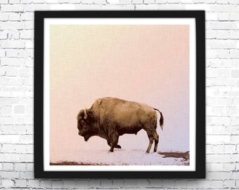 Buffalo Art Print - Animal Photography - Farmhouse Decor - Square Bison Poster - Country Wall Art - Giclee or Canvas!