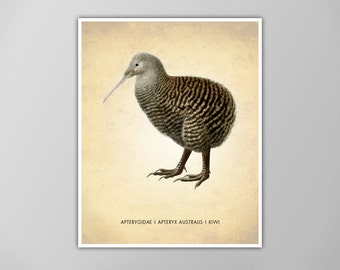 Kiwi Art Print - Kiwi Bird Poster - New Zealand Bird - Natural History Decor - Classroom Wall Art - Giclee or Canvas!
