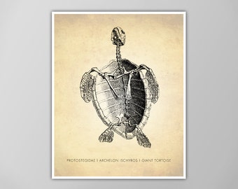 Giant Tortoise Print - Dinosaur Wall Art - Natural History Decor - Tortoise Shell Poster - Scientific Artwork