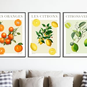 Citrus Print Set - Fruit Posters - Farmer's Market Art - Kitchen Art - Botanical Art -Oranges - Limes- Lemons - 3 Prints Included