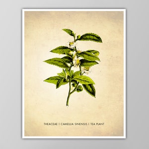 Tea Poster - Kitchen Art - Natural History Wall Art - Botanical Decor - Tea Tree Leaves Print