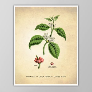Coffee Art Print - Kitchen and Dining Decor - Coffee Bean Poster - Botanical Poster - Coffee Bar Wall Art - Multiple Sizes Available!