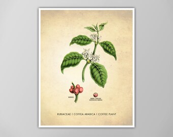 Coffee Art Print - Kitchen and Dining Decor - Coffee Bean Poster - Botanical Poster - Coffee Bar Wall Art - Multiple Sizes Available!