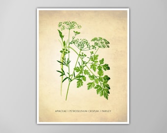 Parsley Herb Art Print - Kitchen Decor - Culinary Poster - Herbs and Spices Wall Art - Cooking Print - Food and Drink Art - Giclee or Canvas
