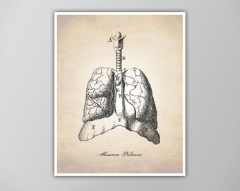 Lungs Art Print - Medical Illustration - Human Anatomy Drawing - Multiple Size Options!