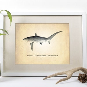 Thresher Shark Art Print - Natural History Poster - Shark Species Wall Art - Shark Decor - Kids Room Art - Giclee or Canvas!