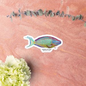 Puede incluir: Una colorida pegatina con una ilustración de un pez loro de semáforo. El pez tiene la cabeza azul, el lomo morado y escamas verdes. La pegatina incluye el texto "stoplight parrotfish Sparisoma viride".