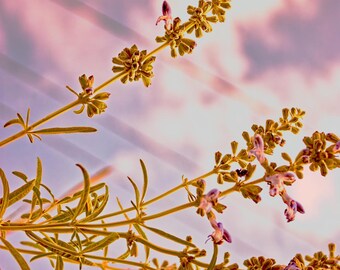 Vintage Salvia Photograph (Digital Download)