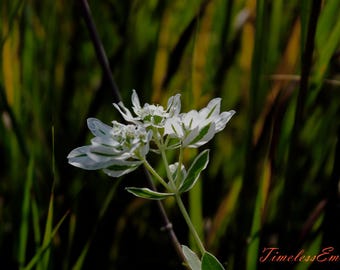 Snow on the Mountain
