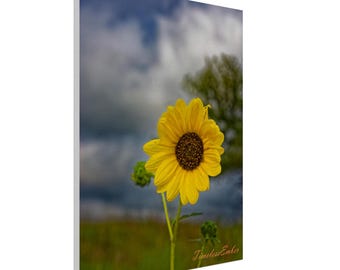 Sunflower Skies pt 5 on Canvas