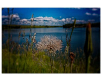 Dandelion at the Lake Brushed Aluminum Print