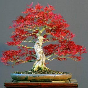 Semi - Acer Palmatum - Acero giapponese