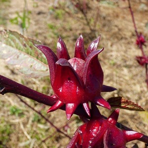 craspedia plant *RETAIL main image 1