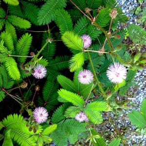 Mimosa pudica – Gevoelige plant (zaden)