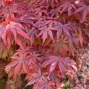 ACER Palmatum 'Atropurpureum' - Frön