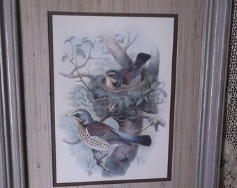 Vintage framed print birds, shabby gray and tan, farmhouse decor