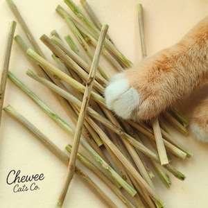 Palitos de matatabi Silvervine pelados a mano: sin corteza para una masticación más segura / Chewee Cats Co.