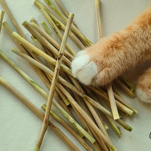 Hand-Peeled Silvervine Matatabi Sticks – Bark-Free for Safer Chewing | Chewee Cats Co.