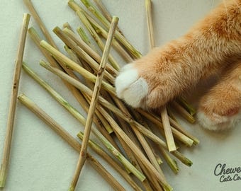 Hand-Peeled Silvervine Matatabi Sticks – Bark-Free for Safer Chewing | Chewee Cats Co.