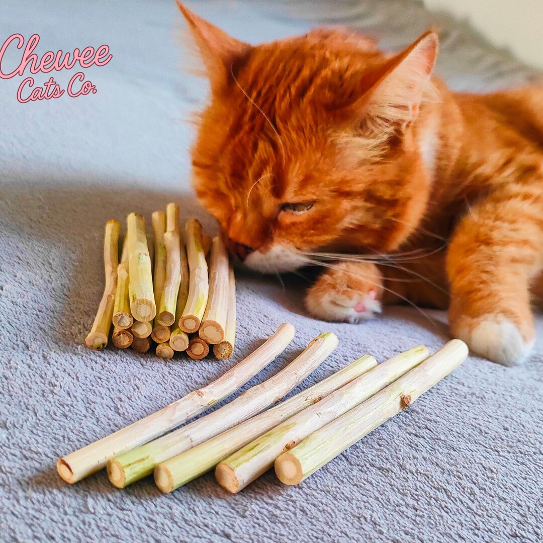 Hand-peeled Silvervine Matatabi Sticks – Bark-free for Safer Chewing ...