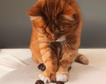 Silvervine Gall Fruit for Cats – Natural Catnip Alternative Strong Cat Stimulant Matatabi Treat Cat Enrichment