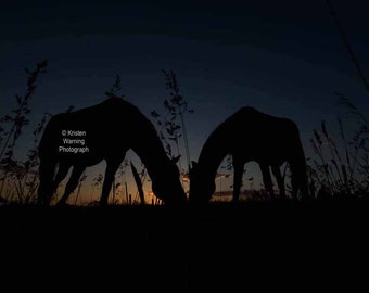 Silhouettes at Sunrise, Horse Art, Fine Art, Equine Art, Horse Pictures, Silhouettes