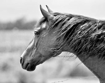 Horse Pictures, Horses, Equine Art, Horse Photo, Black and White Photography, Equines, Easy