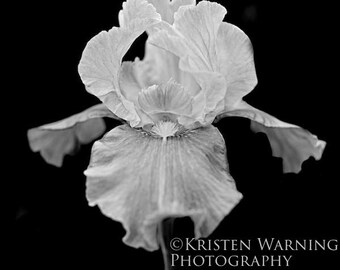 Flowers, Iris, Florals, Black and White, Photography, Fine Art