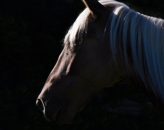 Horse Photos, Horses, The Profile, Horse Pictures, Horses, Rocky Mountain