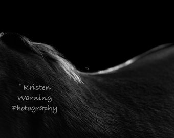 The Back of a Horse, B&W, Horse Art, Fine Art, Equine Art, Horse Pictures, Black and White Photography