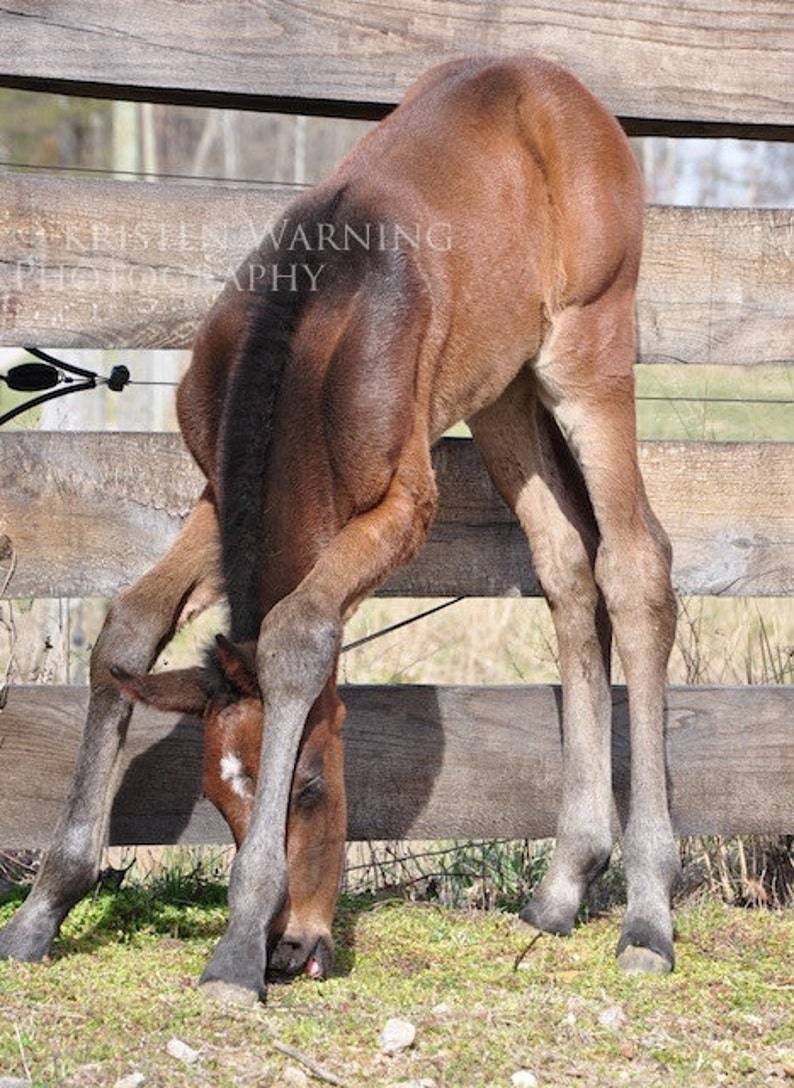 Horse Photo, Print, Horses, Colt & First Grass, Equine Art, Horse Photograph, Foals, Babies, Horses, Yoga image 1