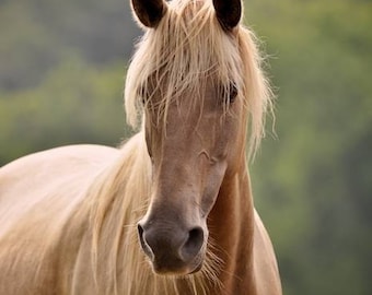 Horses, Horse Photos, Rockies, Equine Art, Fine Art, Equine Photography, Summer Mare