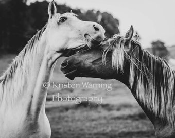 Horse Talk, Horse Art, Equine Art, Black and White, Wall Art