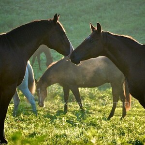 Horse Photos Pictures of Horses, Horses, Morning Greeting, Horse Pictures