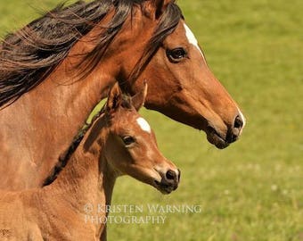 Spring Equines, Horses, Arabian Pictures, Foals, Arabians, Horse Photos, Pictures of Horses, Equine Art