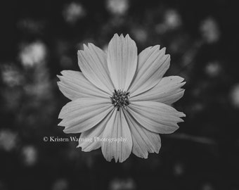 Cosmos in Black and White, Flower Print, Flower Art, Cosmos, Cosmos Art, Black and White