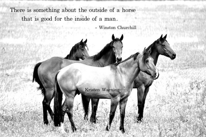 Horse Photos, Horses, Herd, Black and White, Equines, Thoroughbreds, Quotes image 1