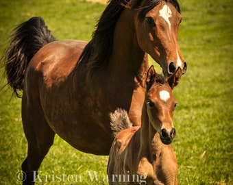 Horse Photos, Horses Running, Equine Photography, Arabians in Spring, Spring, Arabians, Equine Art, Horse Art, Foals, Horses