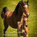 see more listings in the Horse Photography section