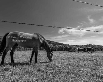 Peaceful Boundary, Equine Art, Award Winner, Black and White Photography