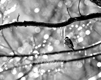 Bird Pictures, Pictures of Birds, Winter Pictures, Ice, Birds, Nature, Bokeh, Hanging by an Icicle