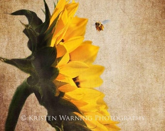 Sunflowers, Textured Sunflower, Sunflower Pictures, Bees, Nature Photography, Yellow Flowers, Nature