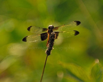 Dragonfly, Insects, Summer, Insect Photos, Green, Flying Insects