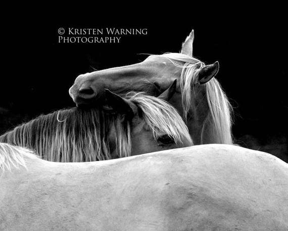 Pferdefotos Pferde Schwarz Und Weiss Fotografie Etsy