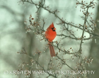 Cardinals, Birds, Winter, Bird Photos, Cardinal Photos, Nature, Photography, Cardinal Pictures