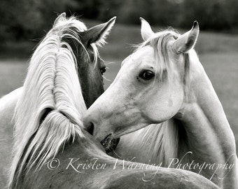 Horse Photos, Horses, First Meeting, Horse Pictures, Horses, Rocky Mountain Horse, Farms, Country, Rural
